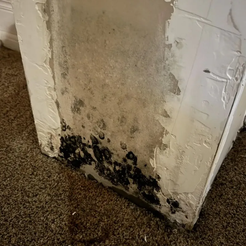 Professional Mold Removal in Cabool, MO